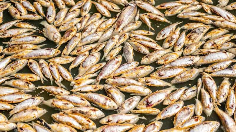 Action urged after damning report into mass fish deaths