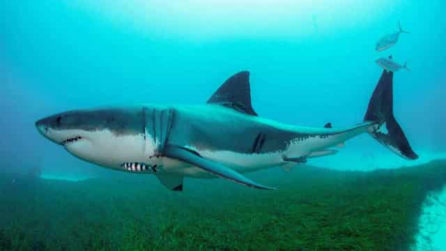 'Belong in last century': shark nets return to beaches