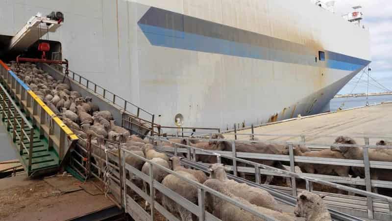 Live sheep exports to be phased out in 'orderly manner'