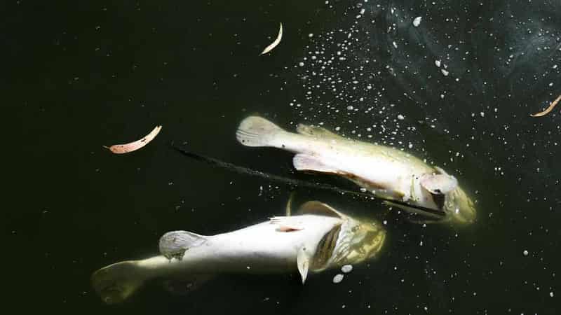 Faulty coal plant valve caused mass fish kill: EPA