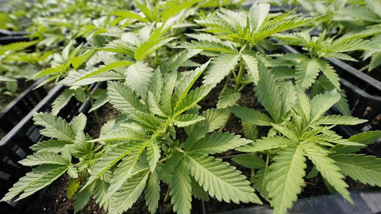 Medicinal cannabis eases pain, anxiety, fatigue: study