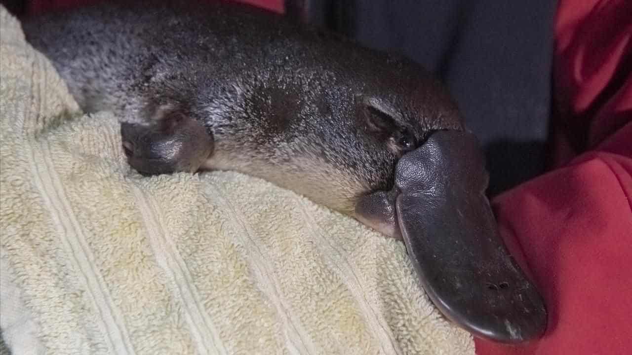 Citizen scientists asked to help unpack platypus enigma