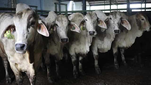 Indonesia lifts ban on Australian live cattle exports