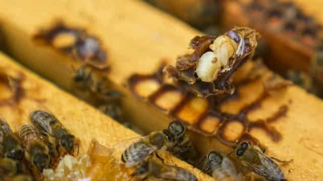 Rural charity gives 'distressed' beekeepers mite relief