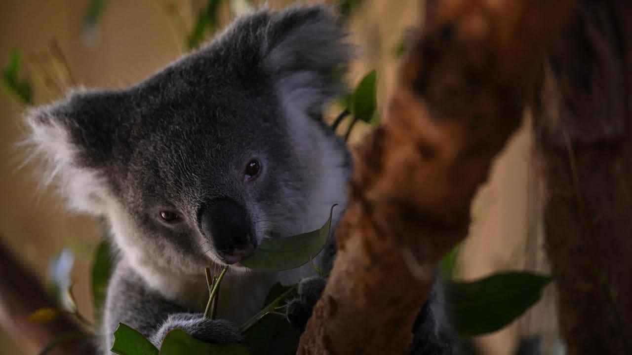 Logging halted in forests earmarked for koala hubs