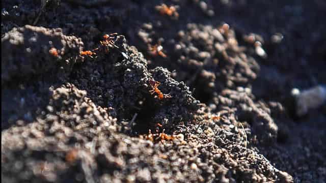 Fire ants invade Qld islands, raising fears for K'gari