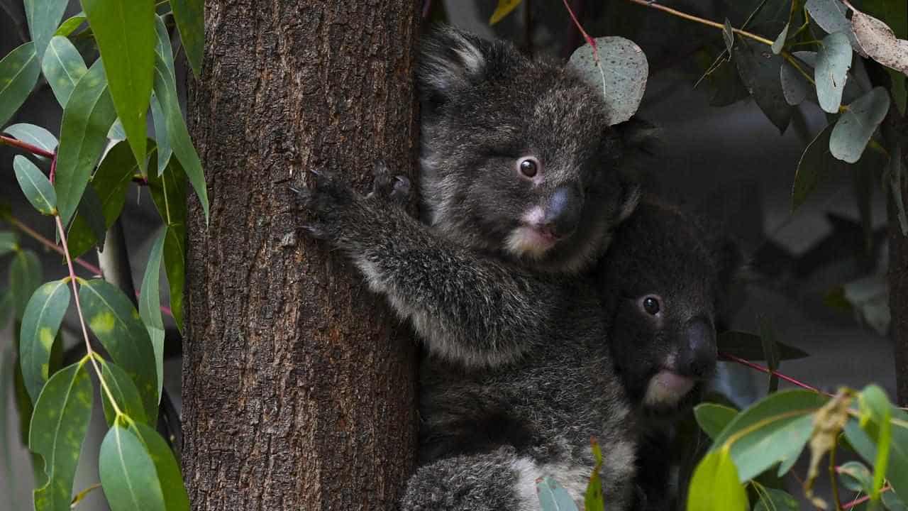 Warning of dire threat to koalas from urban sprawl