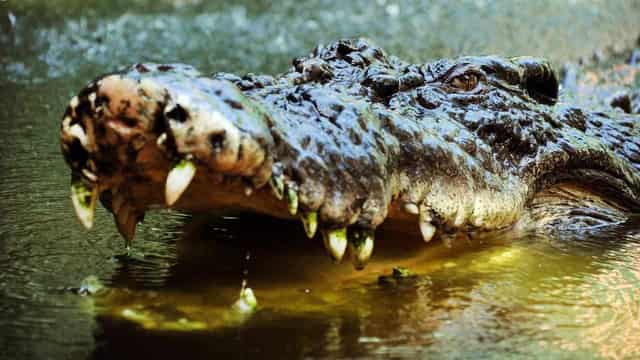 Defence in court over soldiers' crocodile mauling