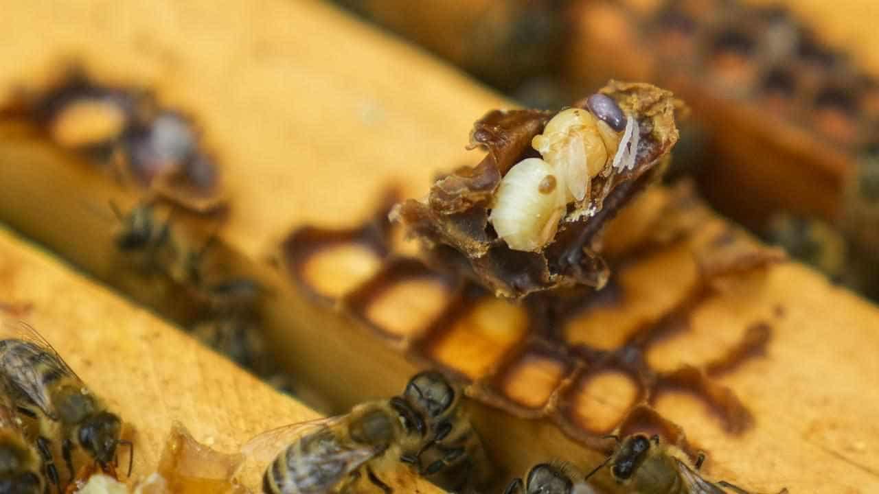 Beekeepers warn deadly parasite cannot be eliminated