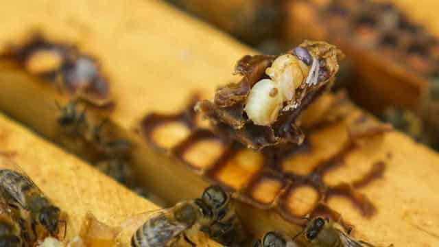 Beekeepers warn deadly parasite cannot be eliminated