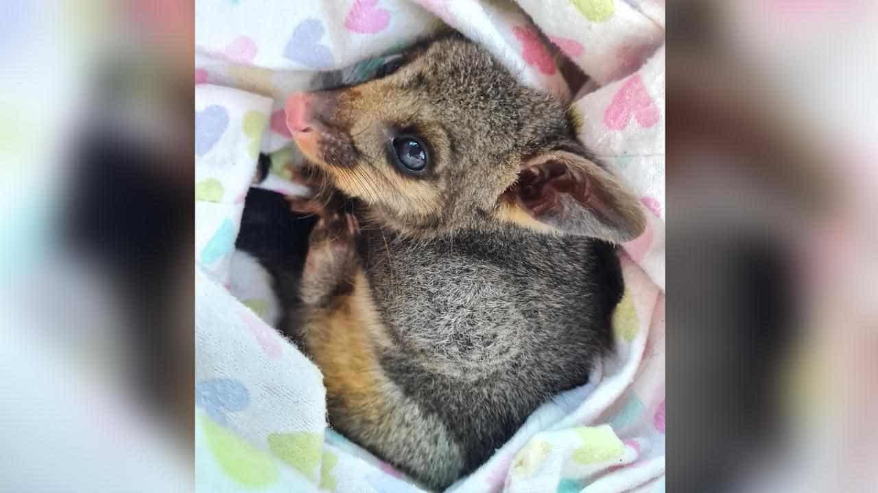 Vets plead for more money to care for orphaned wildlife