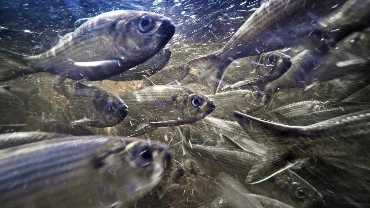 Images of outback 'fishnado' smell a bit funny
