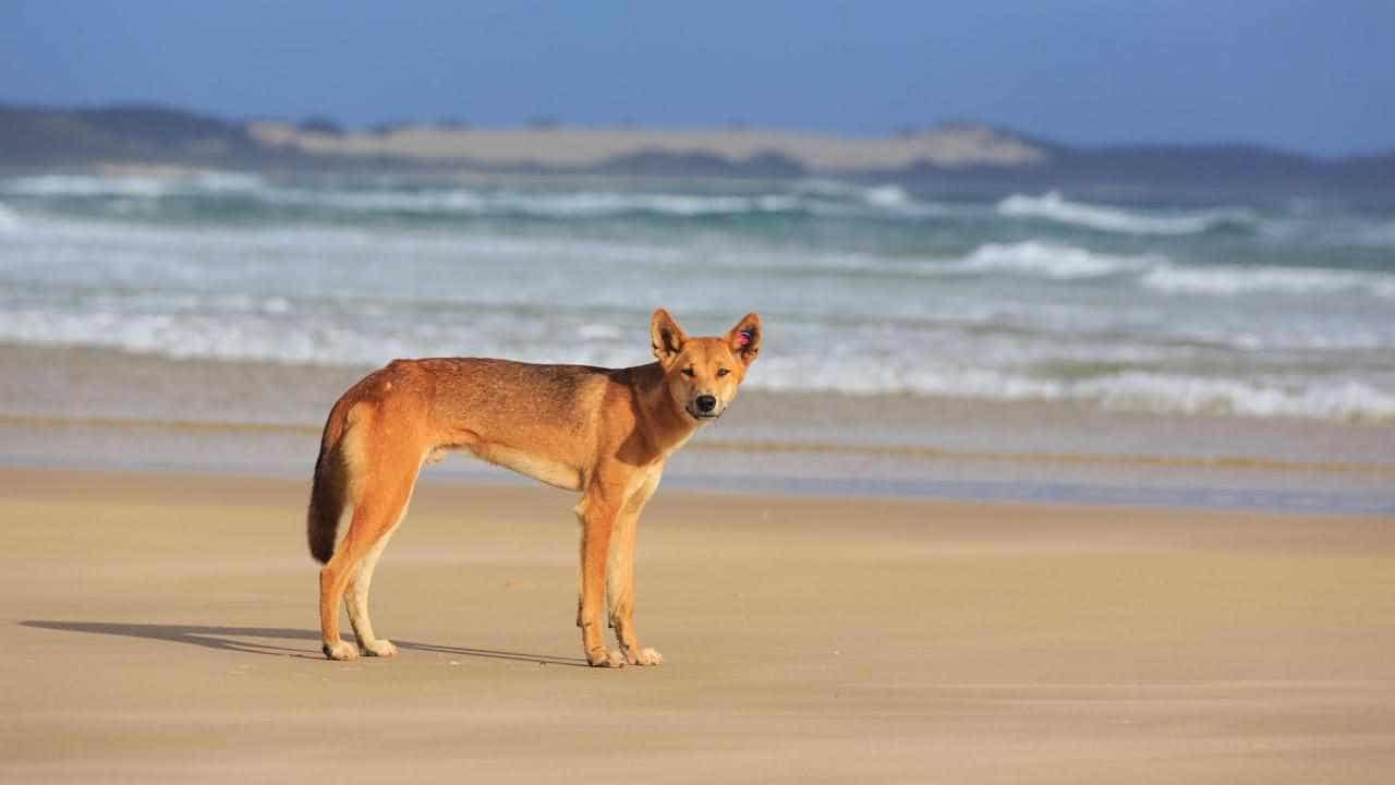 Crackdown on K’gari over human-dingo interactions