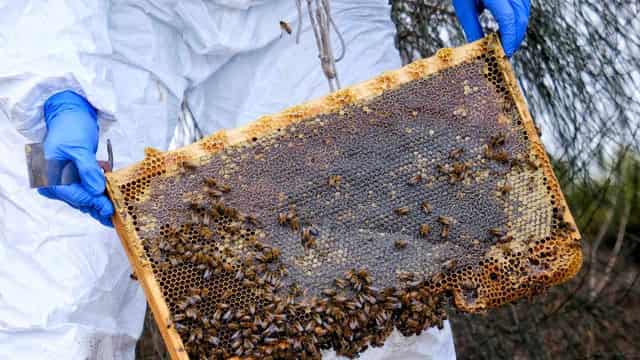 Beekeepers shift to suppress spread of deadly parasite