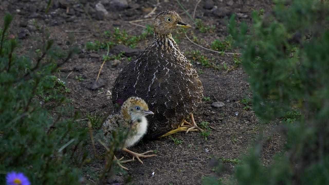 Dancing on the edge: 'waltz' delivers rare chicks