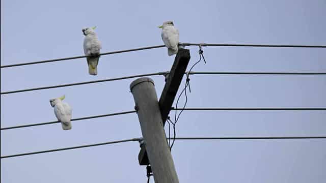 EnergyAustralia in court for alleged misleading conduct