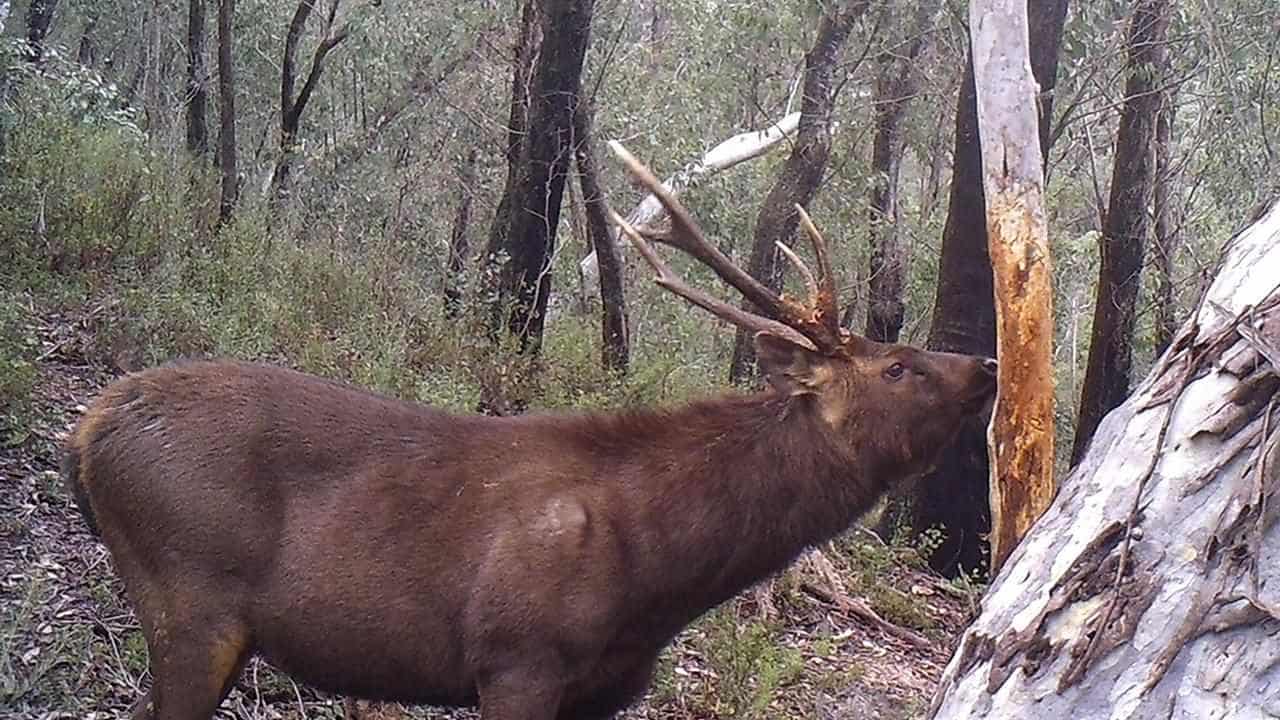 Feral deer fatten up on rare, threatened alpine plants