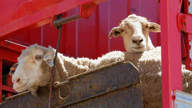 Farmers plea with PM to rethink live sheep export ban