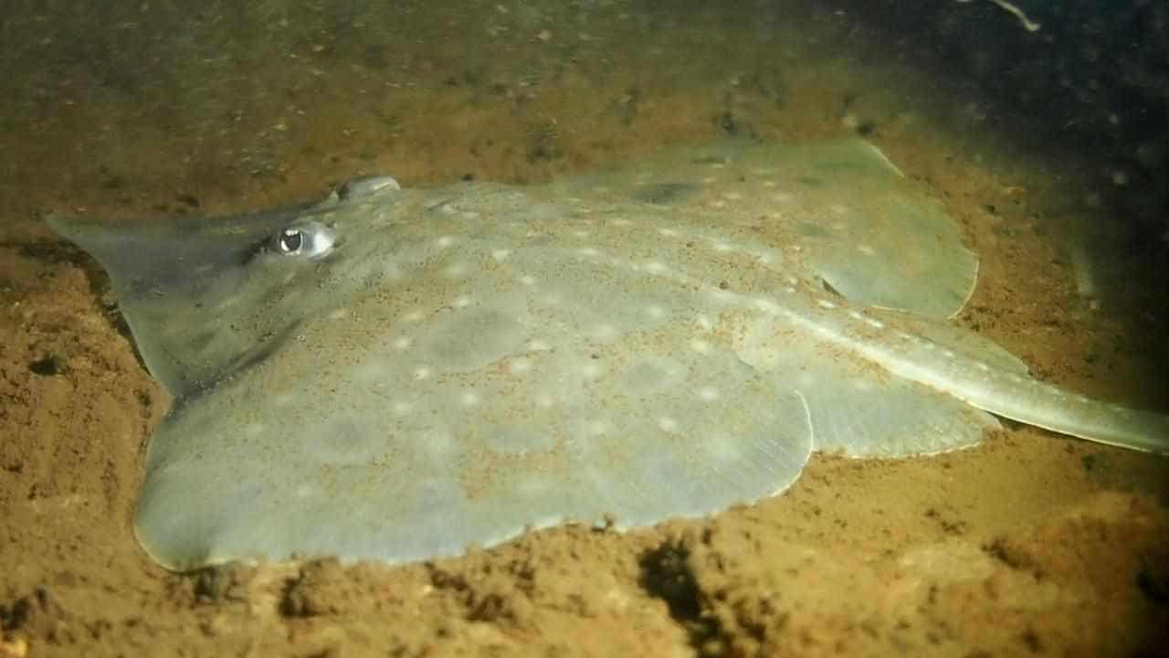 Salmon farmers' artificial oxygen endangered fish fix