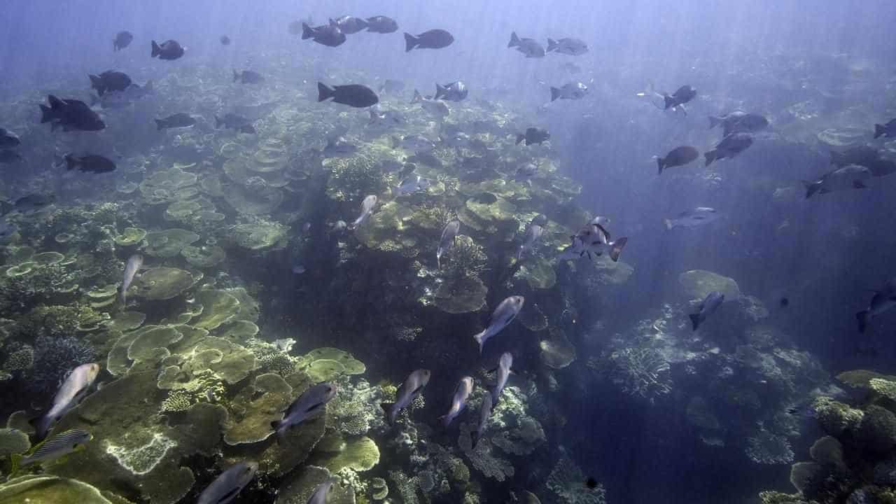 Global reef protection fund 'a drop in the ocean'