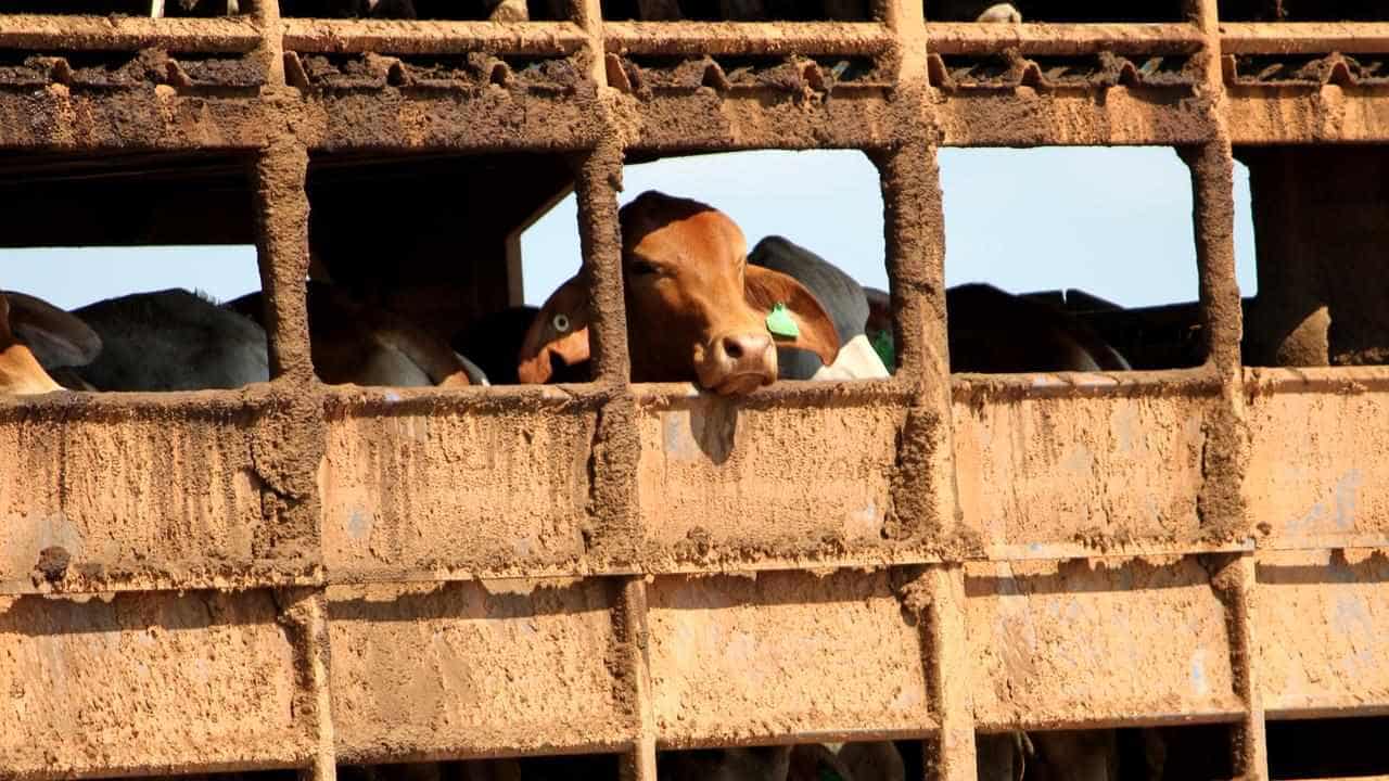 Live cattle ship turning back to Darwin after fire