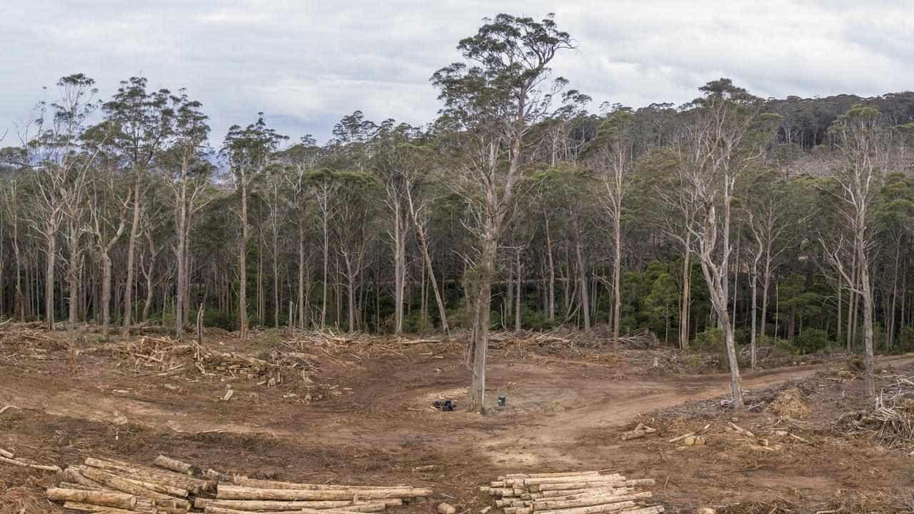 Forestry Corp looked for nocturnal glider at daytime