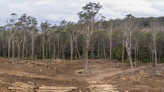 Forestry Corp looked for nocturnal glider at daytime