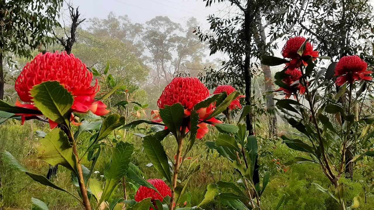 Australia doing a poor job of protecting unique plants