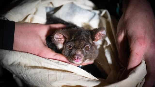 Habitat of endangered glider largely unprotected in Qld