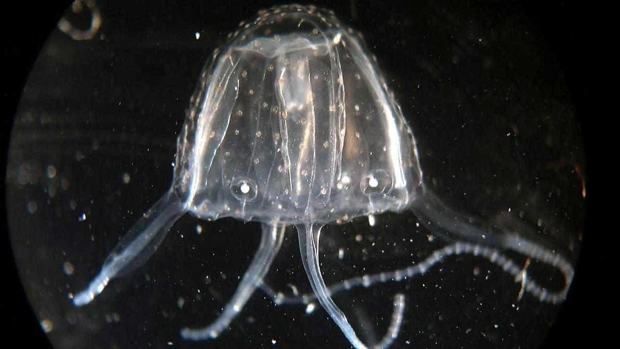 Stranded fishermen stung by lethal box jellyfish