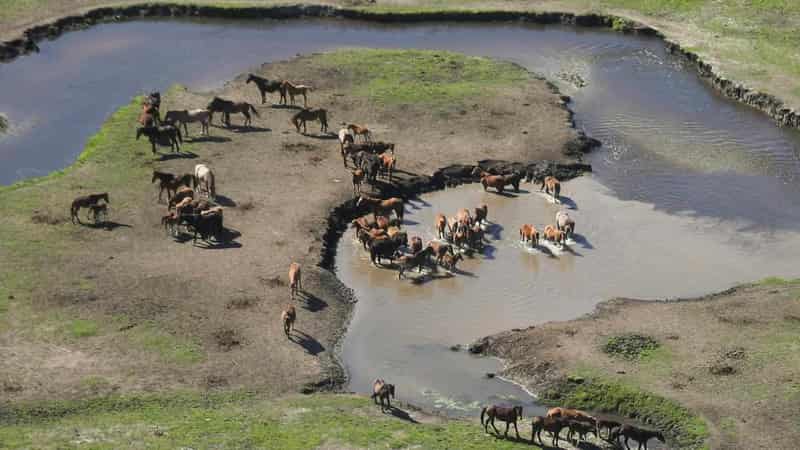 'Extinction risk': federal backing for feral horse cull