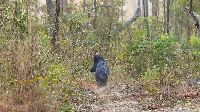 Pig tsar crowned to fight feral hog crisis in NSW first