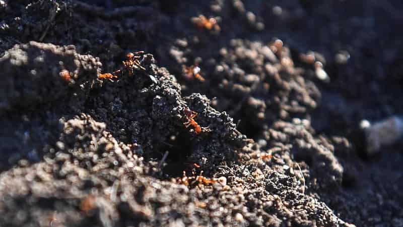 Senate to probe efforts to eradicate fire ants