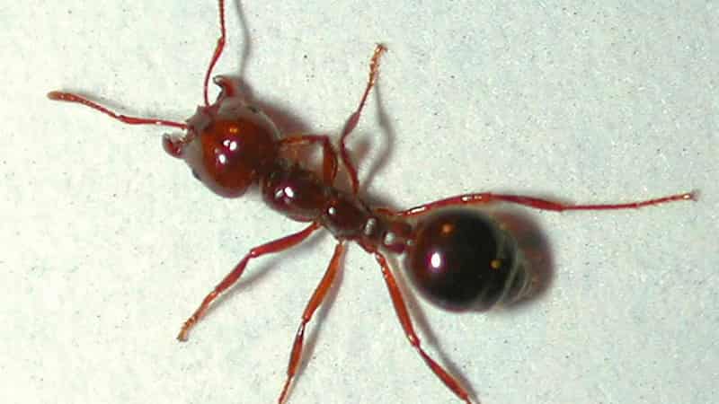 Millions to eradicate fire ant, devastating super-pest