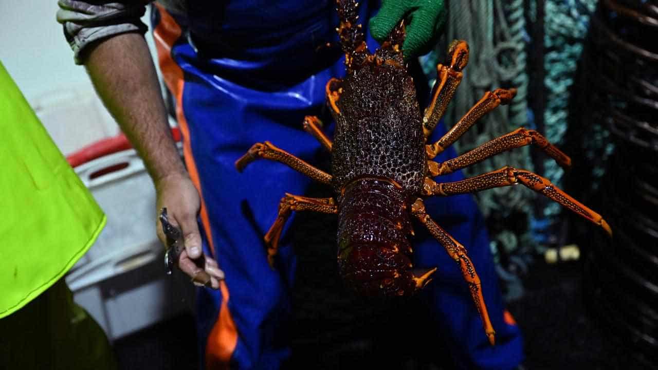 Lobster and beef on menu after China wine breakthrough