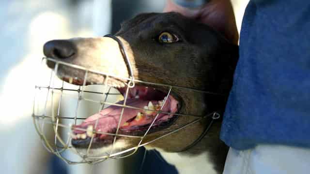 Top greyhound trainer banned for life after 'lure' find