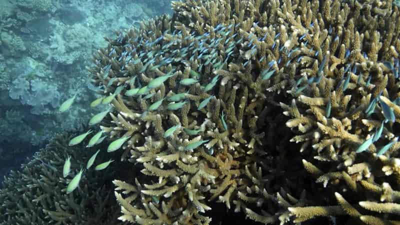 Experts celebrate enormous bounds in reef restoration