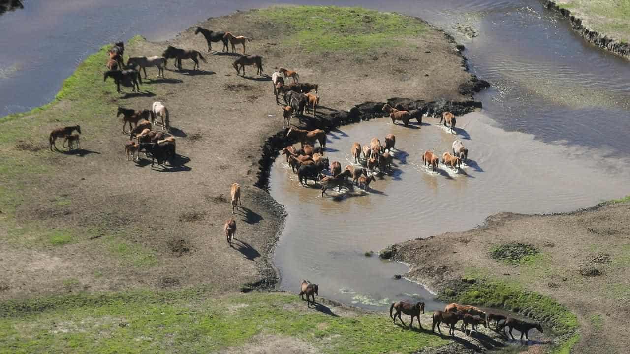 Aerial shooting cleared after brumby numbers boom