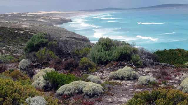 Search postponed for man killed by shark off SA coast