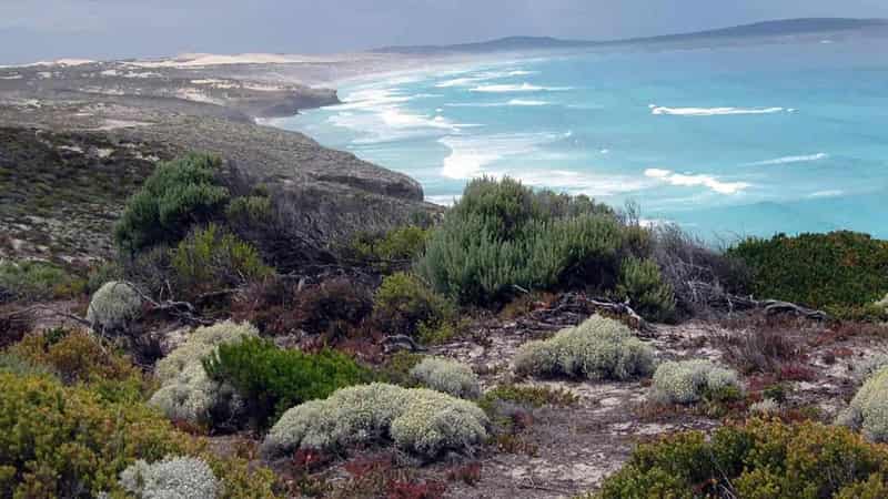 Search postponed for man killed by shark off SA coast