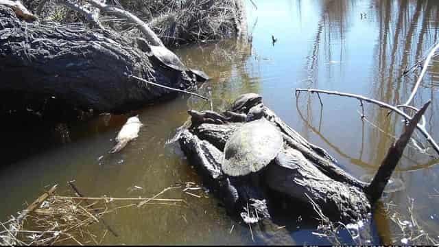 Rare white platypus spotted, but it's not an albino