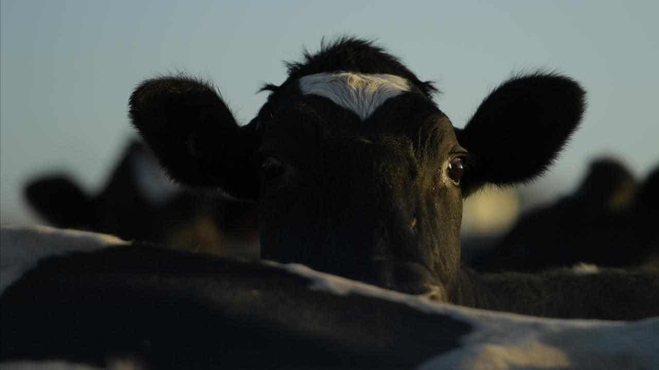 Website butchers facts on cattle vaccine trial