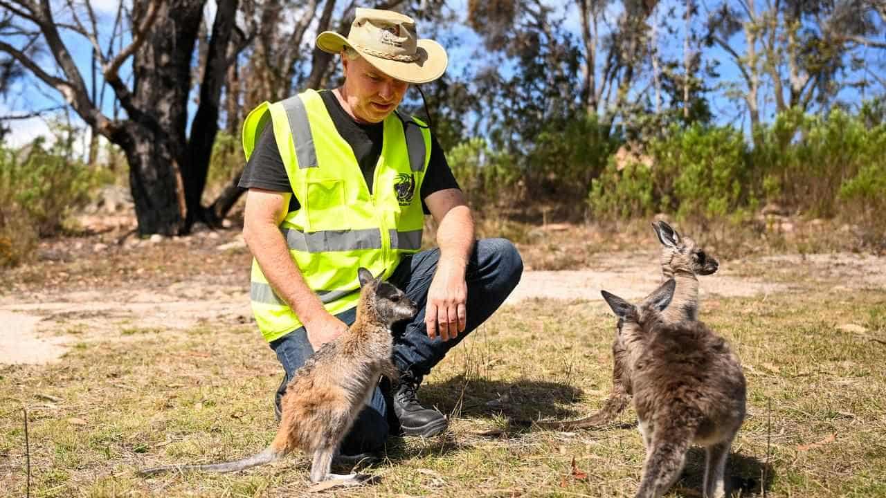 Sanctuary rises from the ashes of Black Summer fires