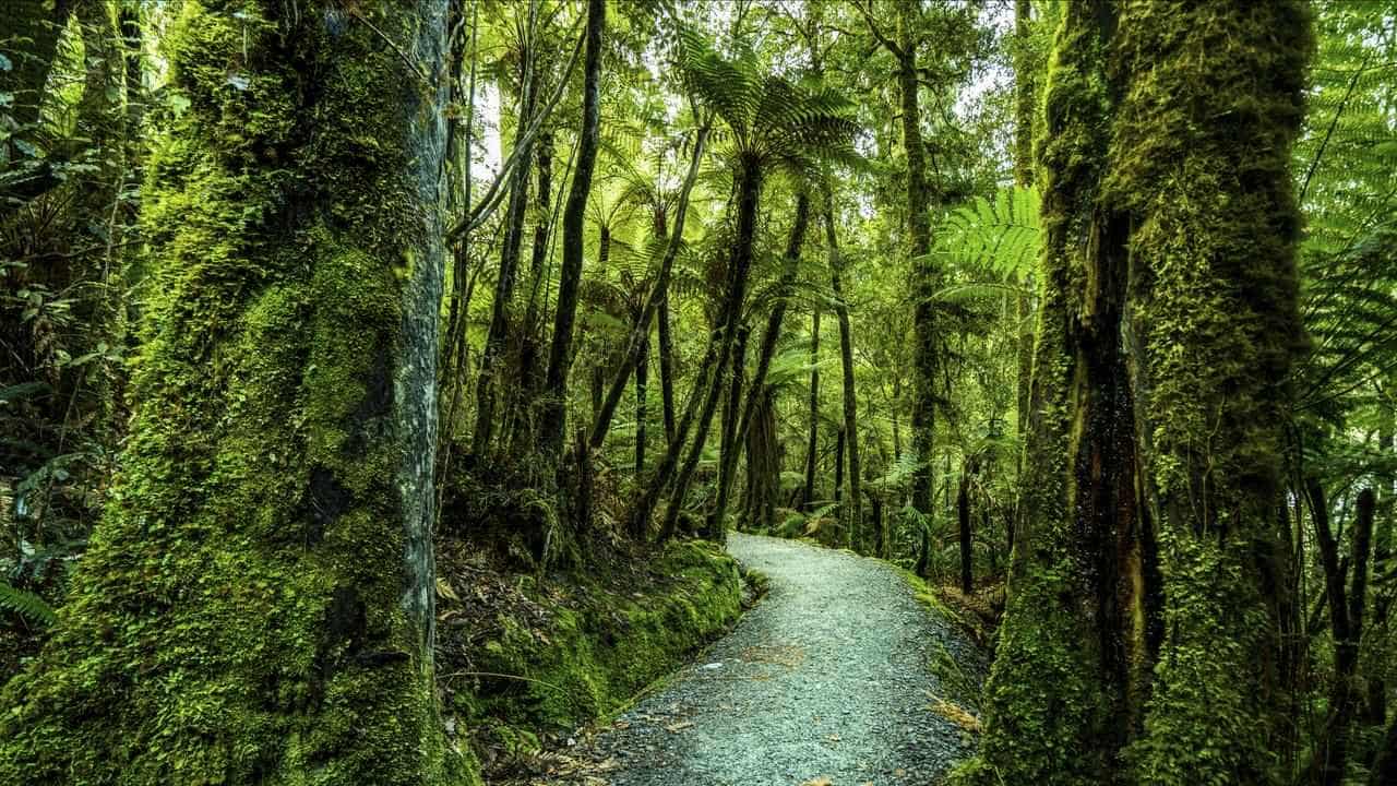 NZ forest structure mystery is based on myth