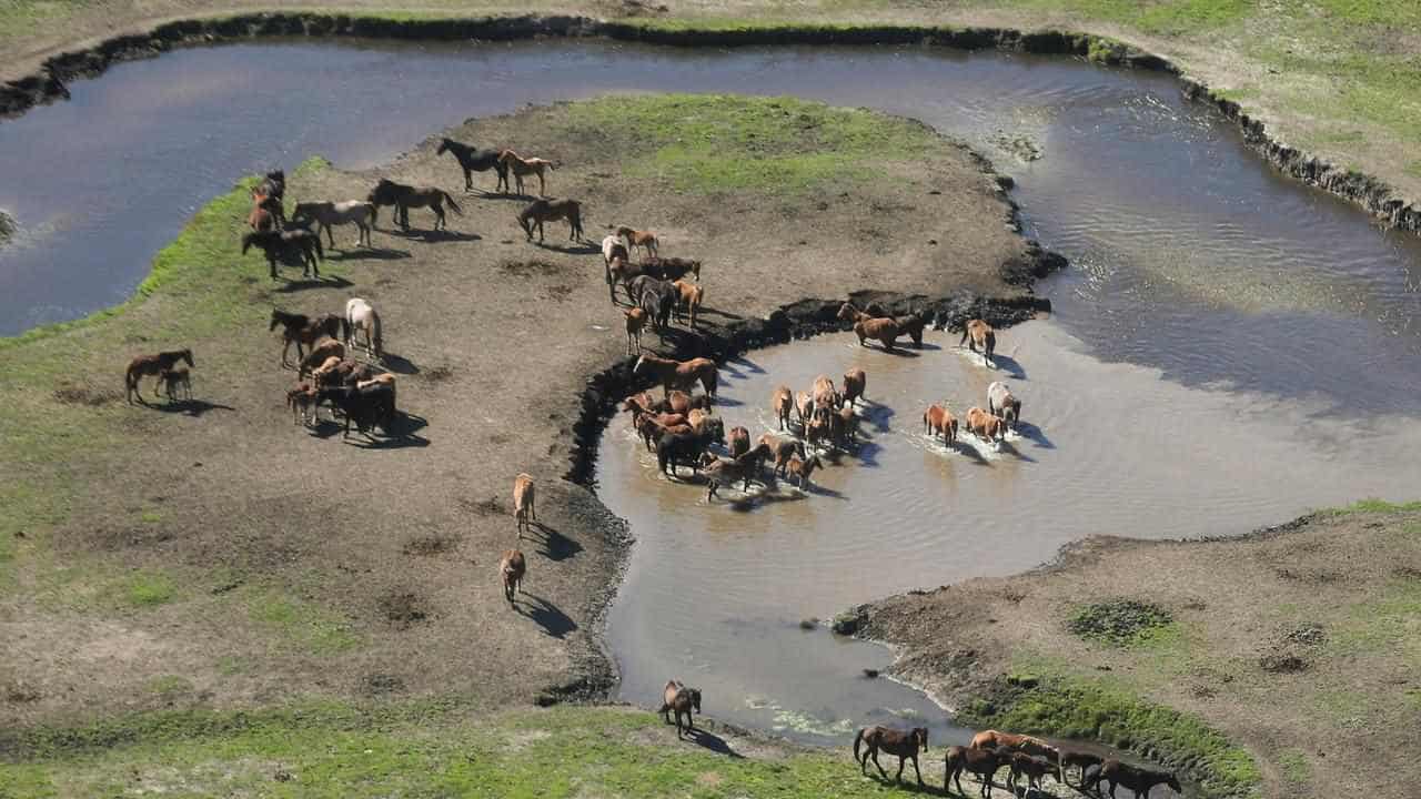 Emissions higher in mossy wetlands with brumbies: study