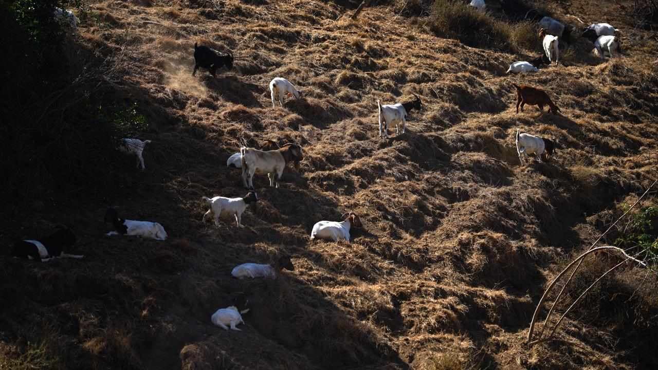 Butting of heads over feral goat plan