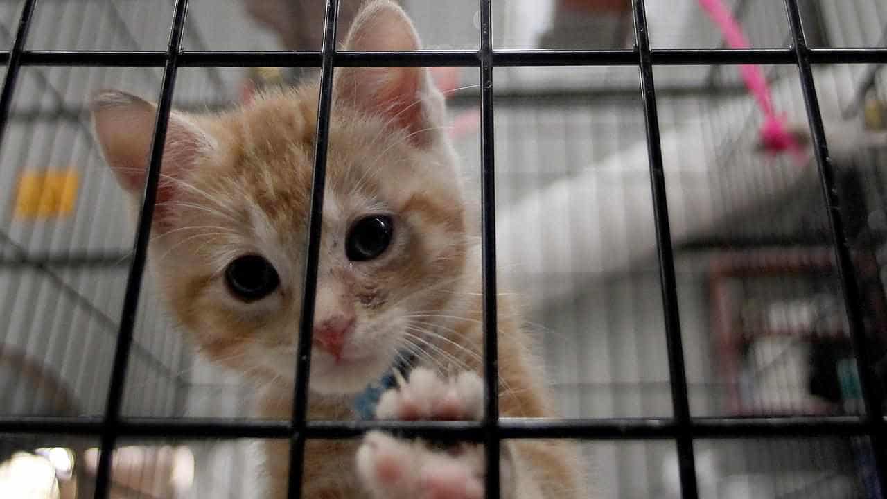 Shelters close doors to new cats amid vaccine shortage