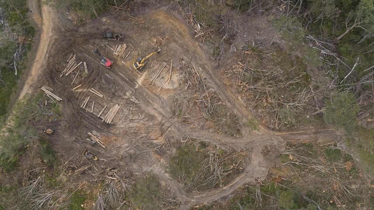 'Dying industry': taxpayers prop up native tree logging