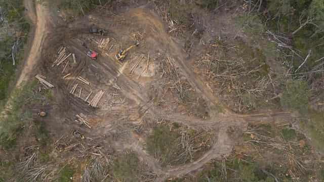 'Dying industry': taxpayers prop up native tree logging