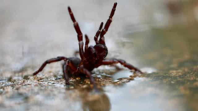 Aussies unprepared for nastier summer bites and stings